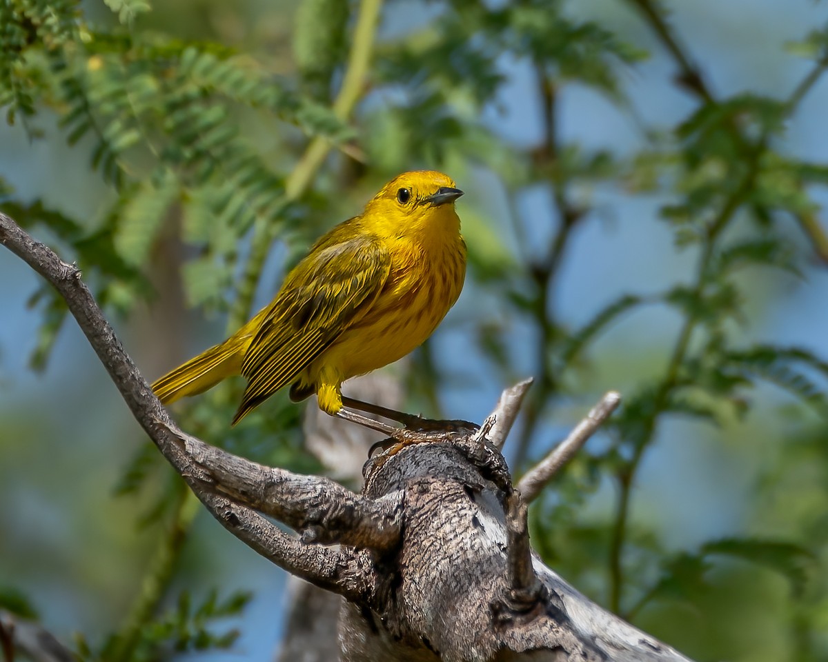 Yellow Warbler - ML582888441