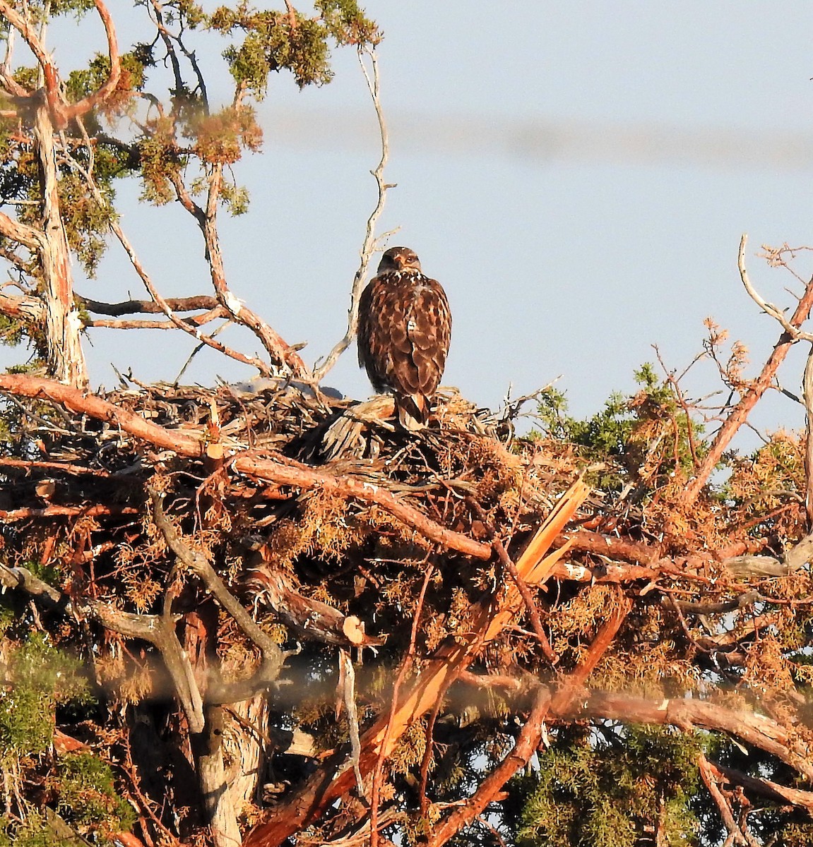 Ferruginous Hawk - ML582888531