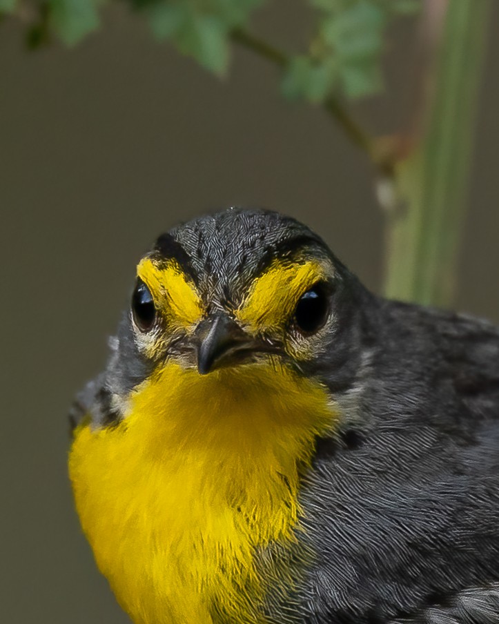 Adelaide's Warbler - ML582888601