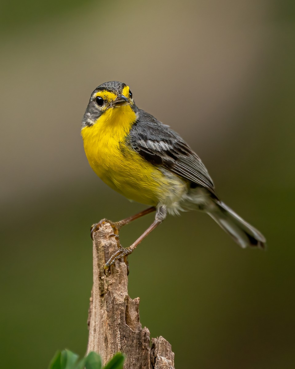 Adelaide's Warbler - ML582888631