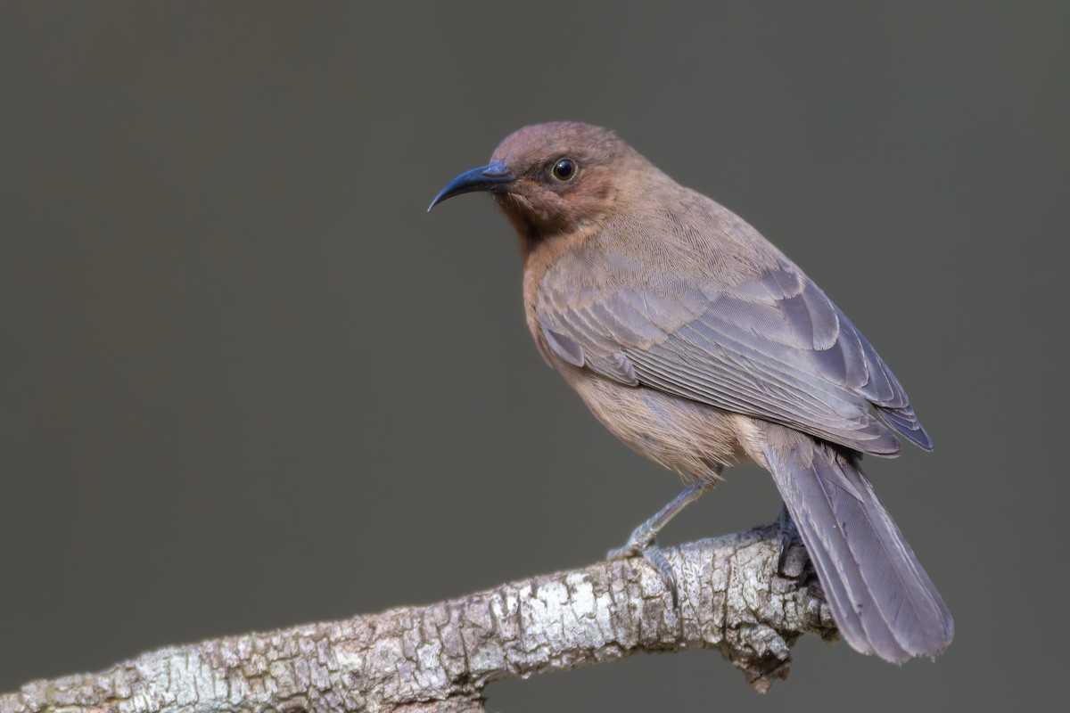 Dusky Myzomela - ML582888701