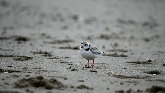 Piping Plover - ML582889741