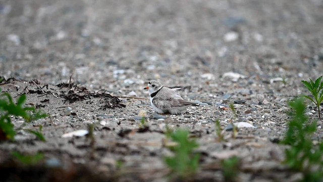 Piping Plover - ML582890391