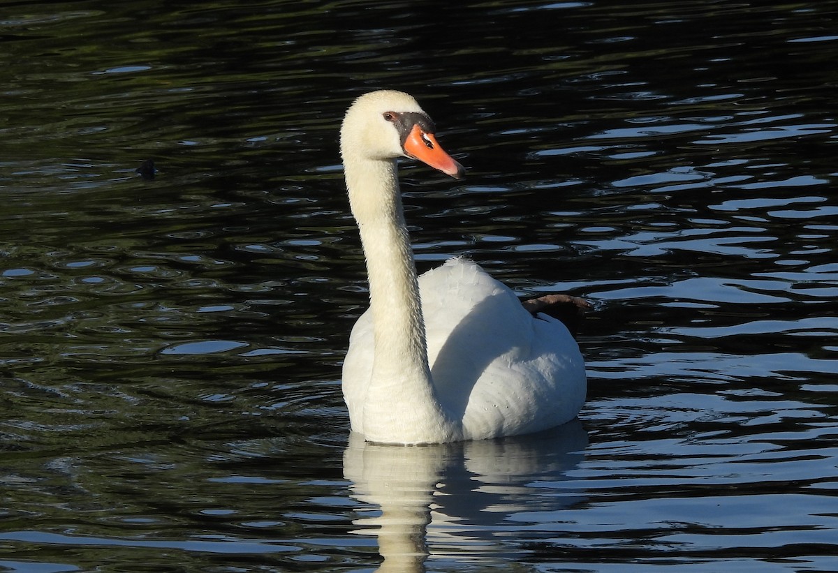 Mute Swan - ML582891701