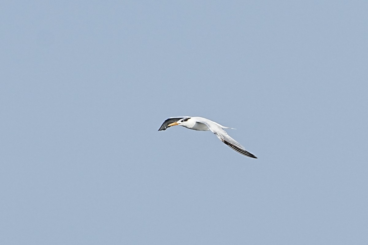 Royal Tern - ML582892381