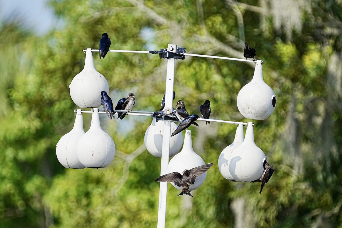 Purple Martin - ML582892441