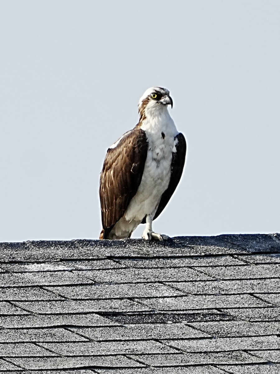 Osprey - ML582892481