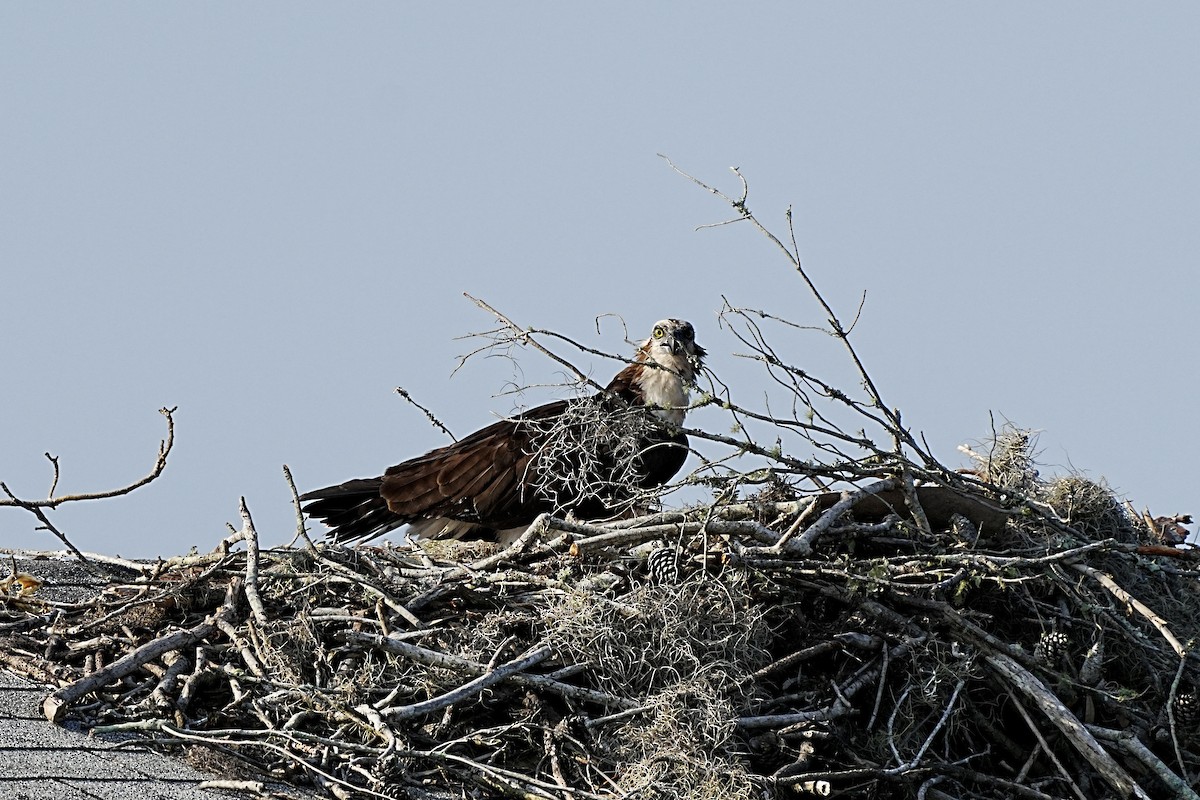 Águila Pescadora - ML582892491