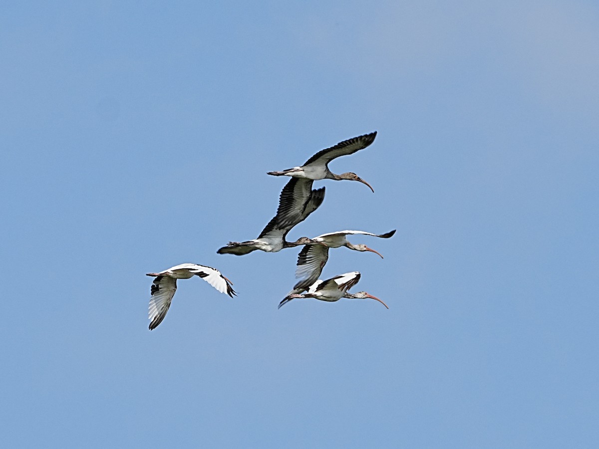 White Ibis - ML582892551