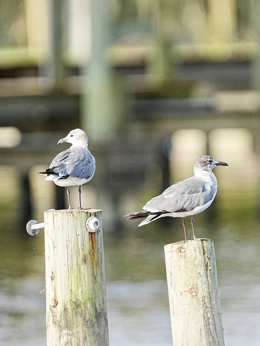 Laughing Gull - ML582892601