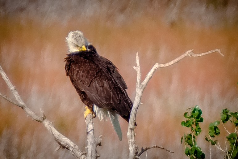 Bald Eagle - ML58289261