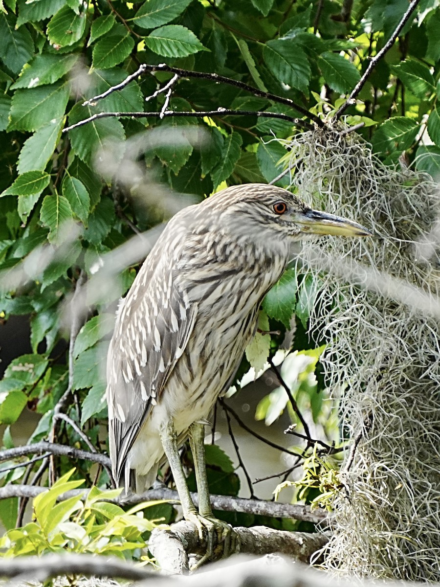 Black-crowned Night Heron - ML582893011