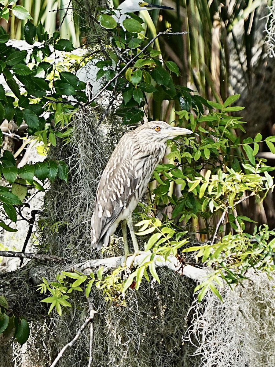 Black-crowned Night Heron - ML582893021