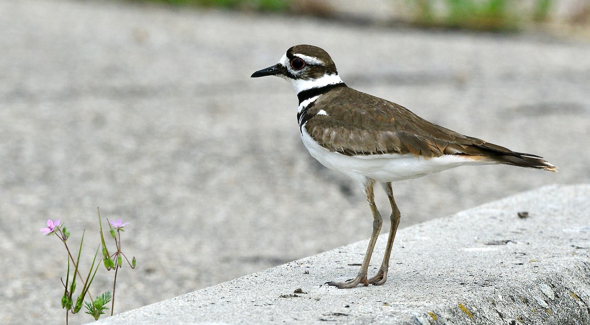 Killdeer - ML582893271