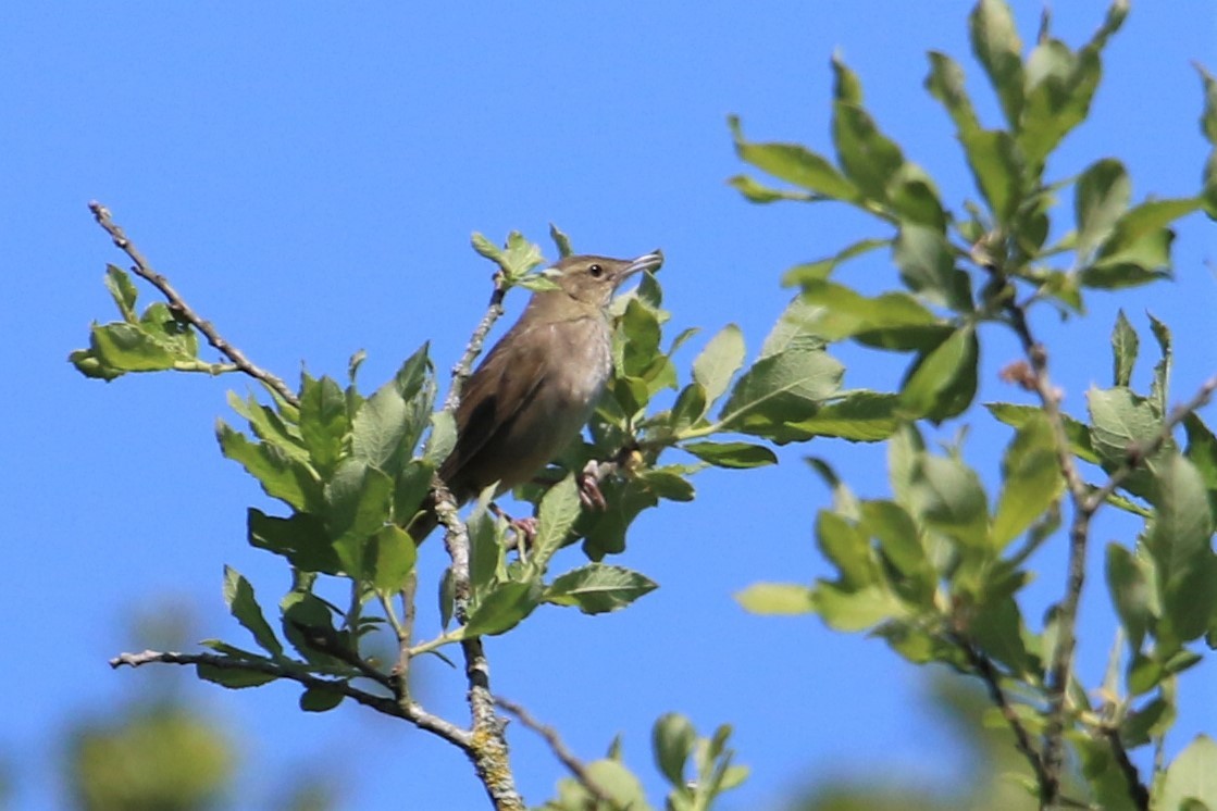 River Warbler - David Damgaard Dysager