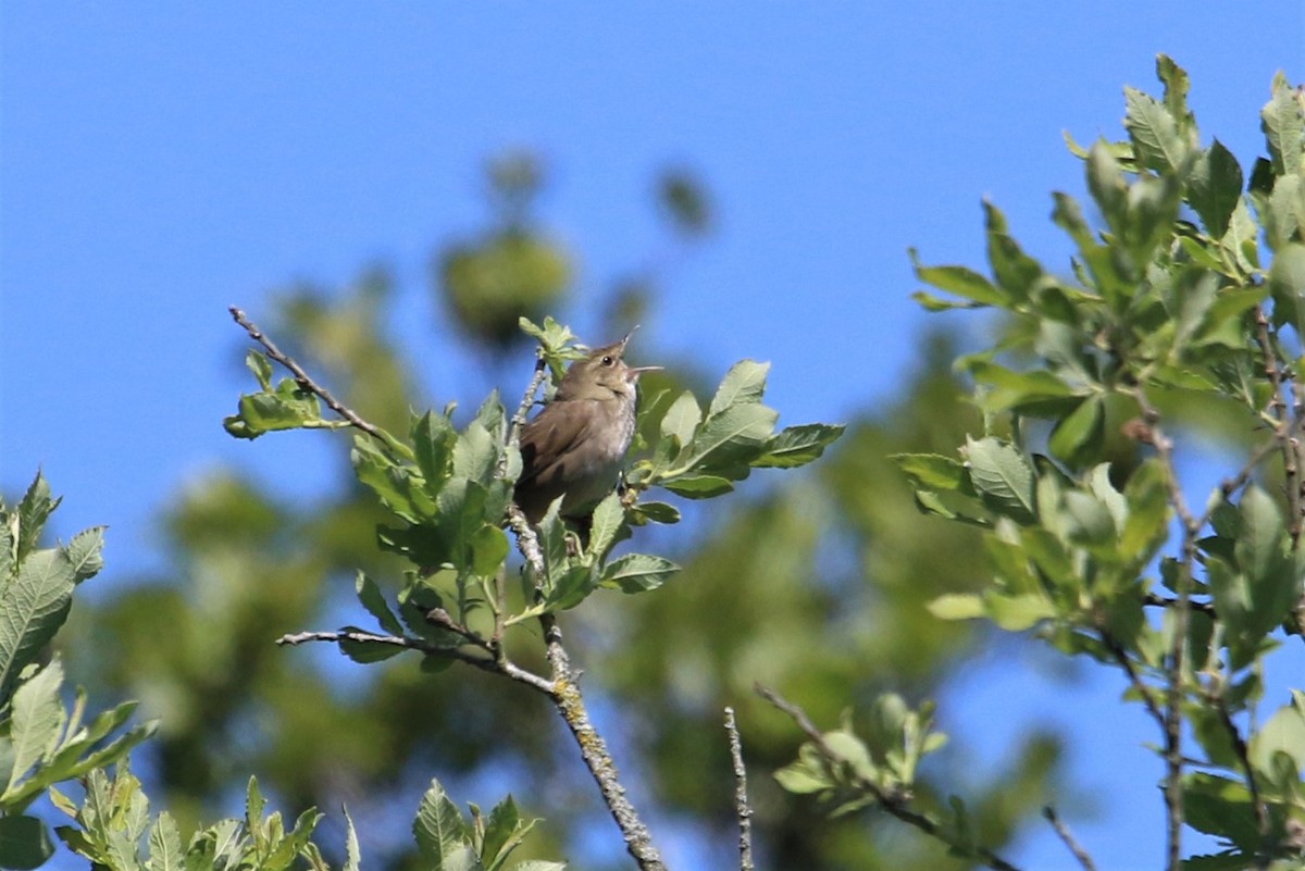 River Warbler - David Damgaard Dysager