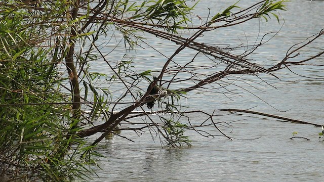 Western Reef-Heron - ML582893751