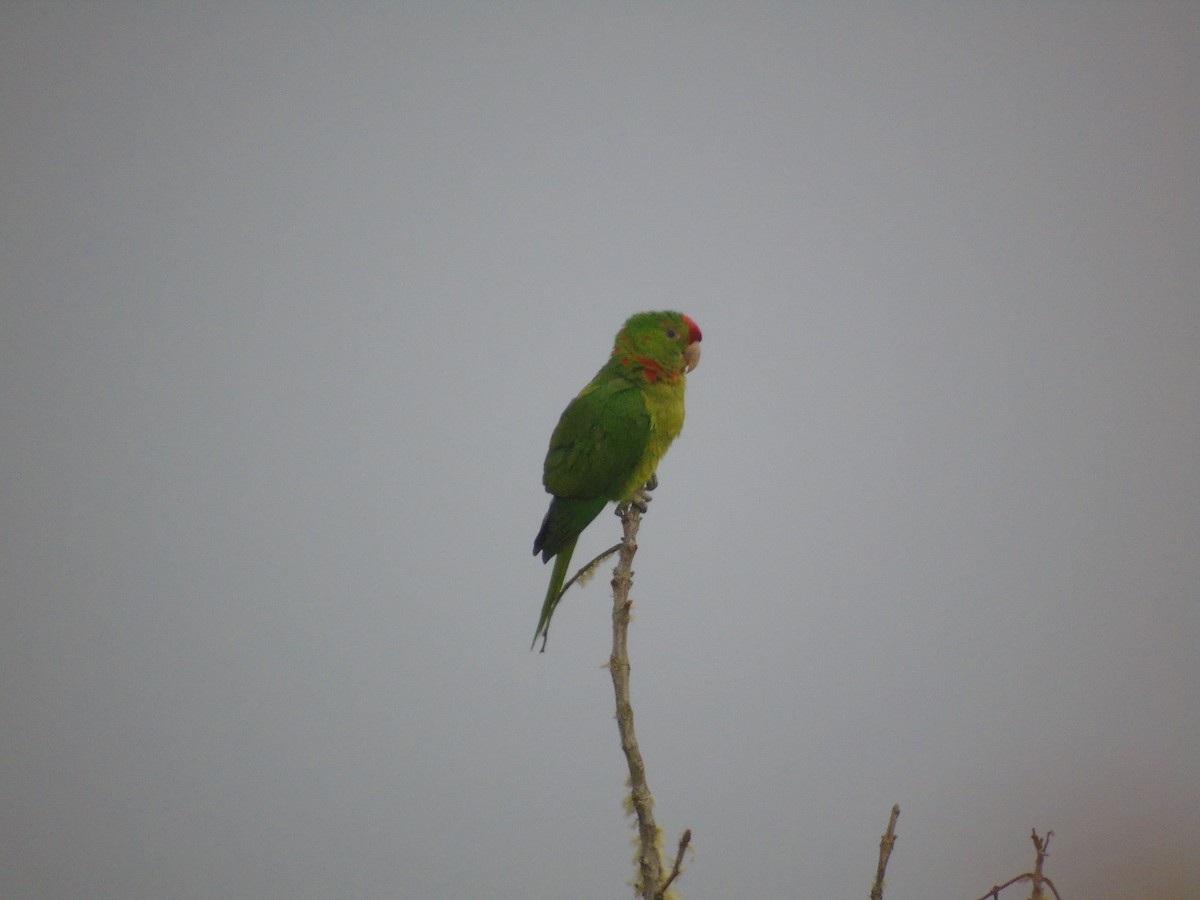 Scarlet-fronted Parakeet - ANDRES VELEZ GALVIS