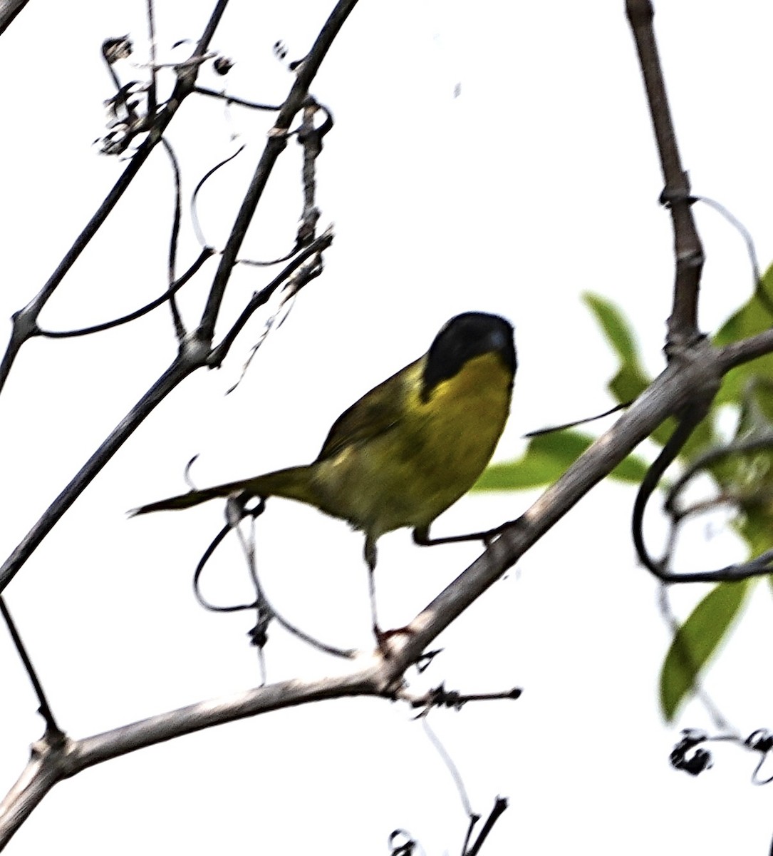 Common Yellowthroat - ML582894471