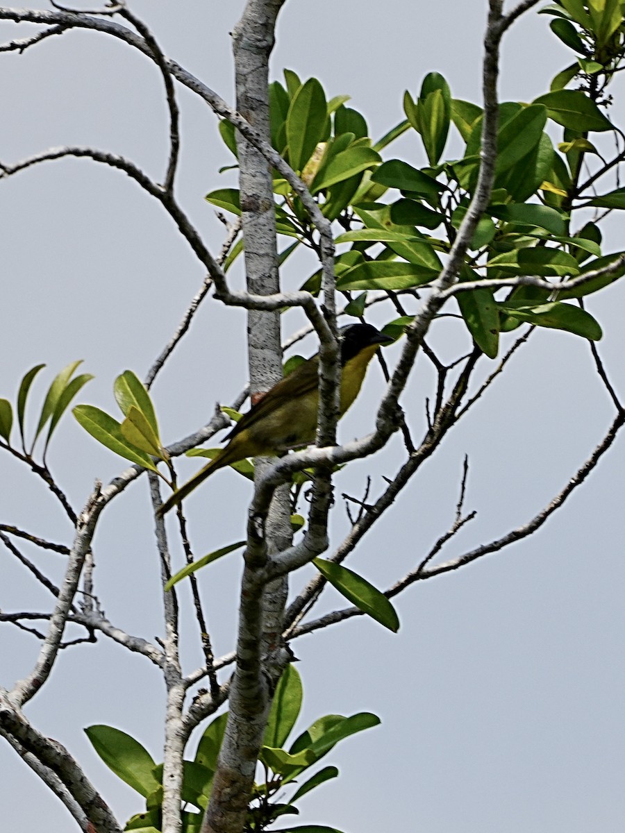 Common Yellowthroat - ML582894481