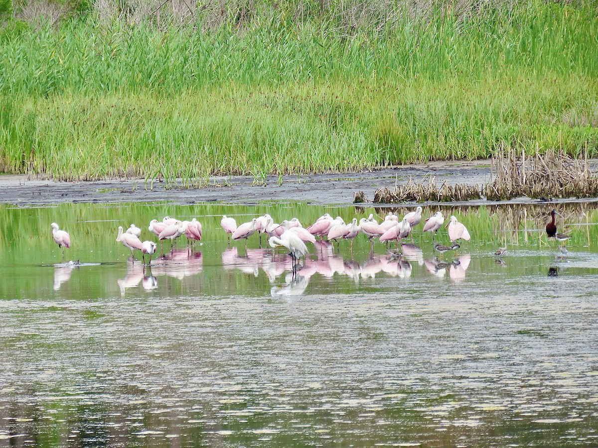 Glossy Ibis - ML582894721