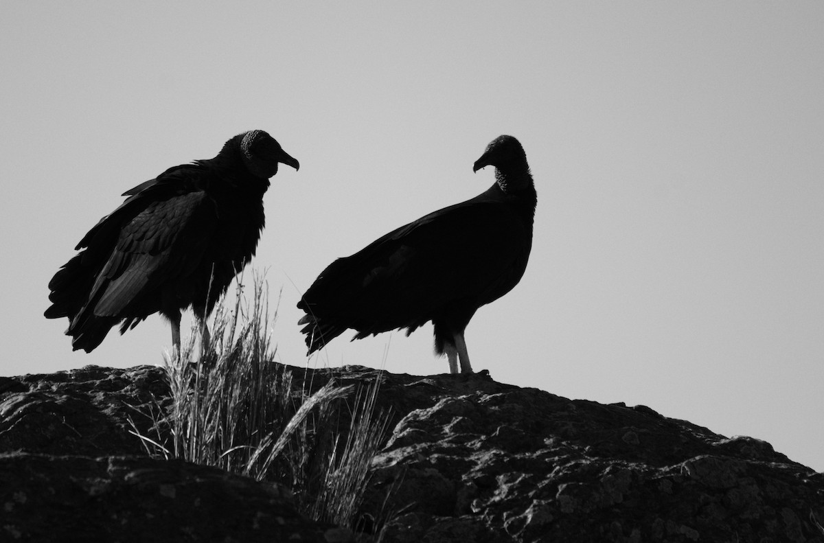Black Vulture - ML582894881