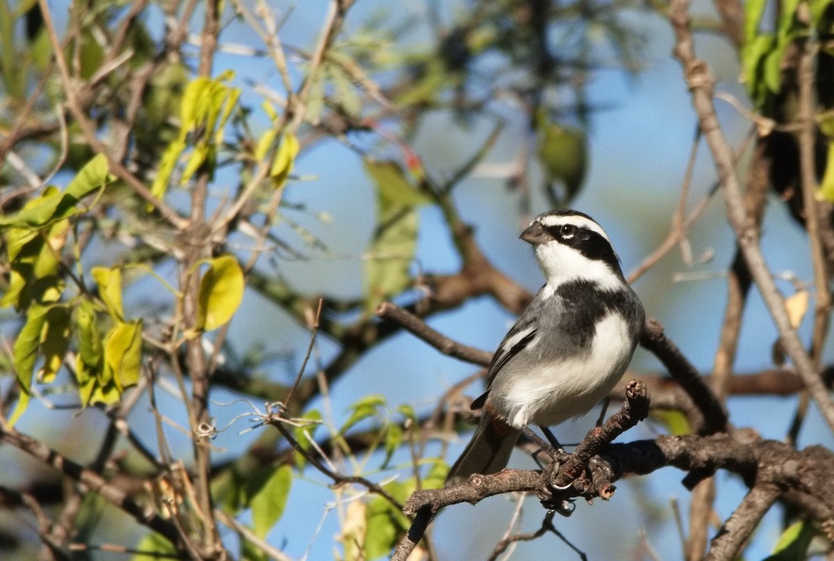 Ringed Warbling Finch - ML582895201