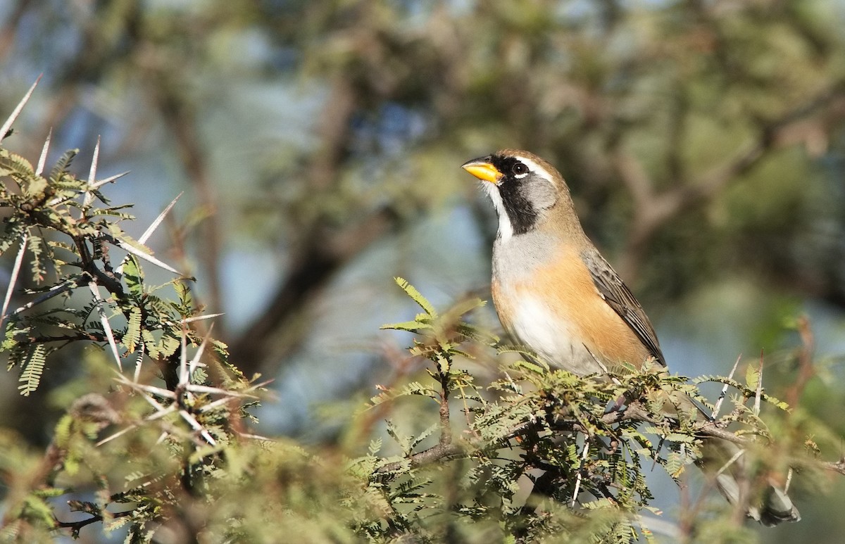 Many-colored Chaco Finch - ML582895261