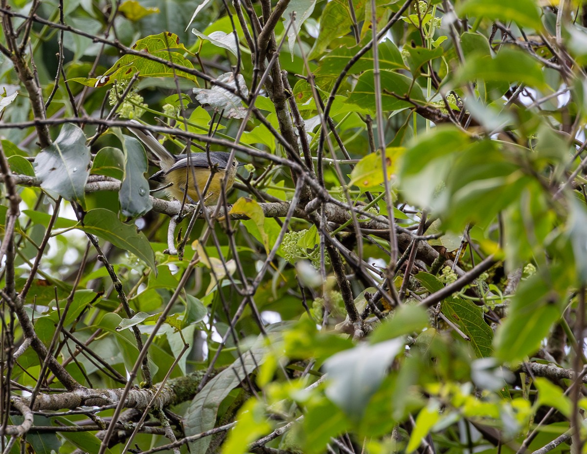 Creamy-bellied Gnatcatcher - ML582895271