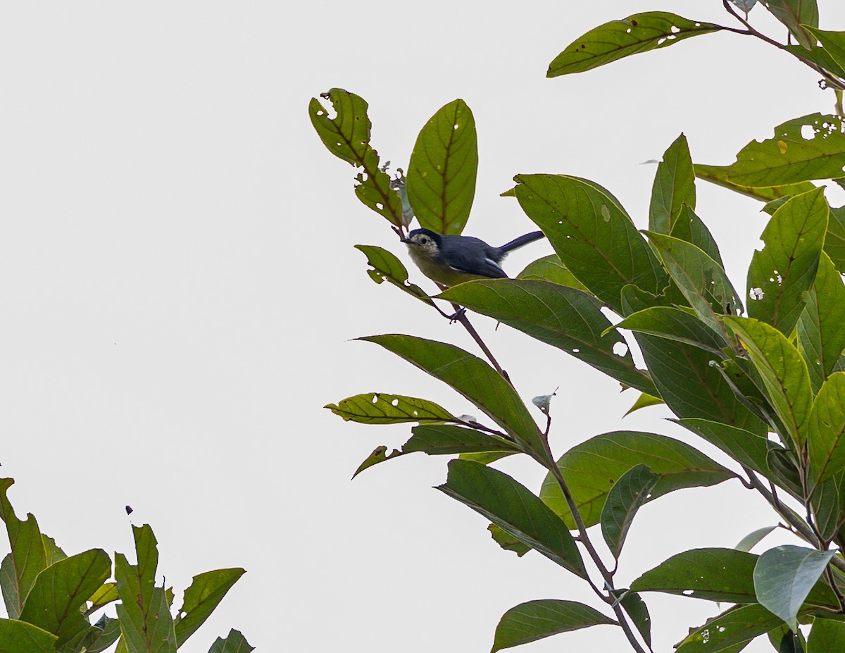 Creamy-bellied Gnatcatcher - ML582895321