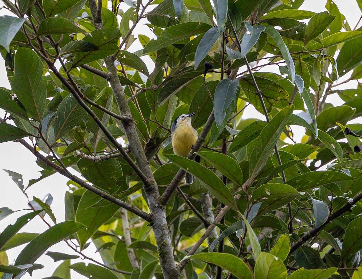 Creamy-bellied Gnatcatcher - ML582895401