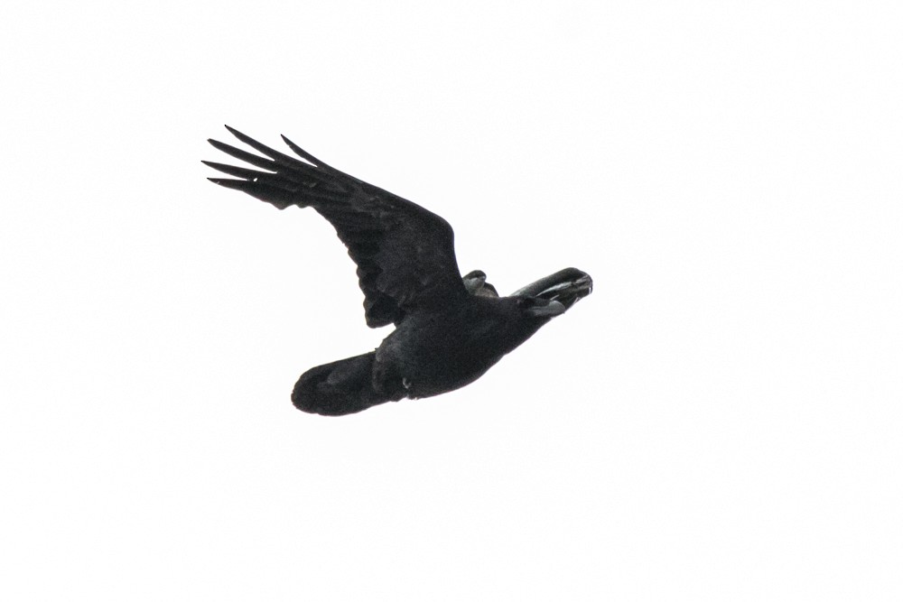 Common Raven - ML582895611