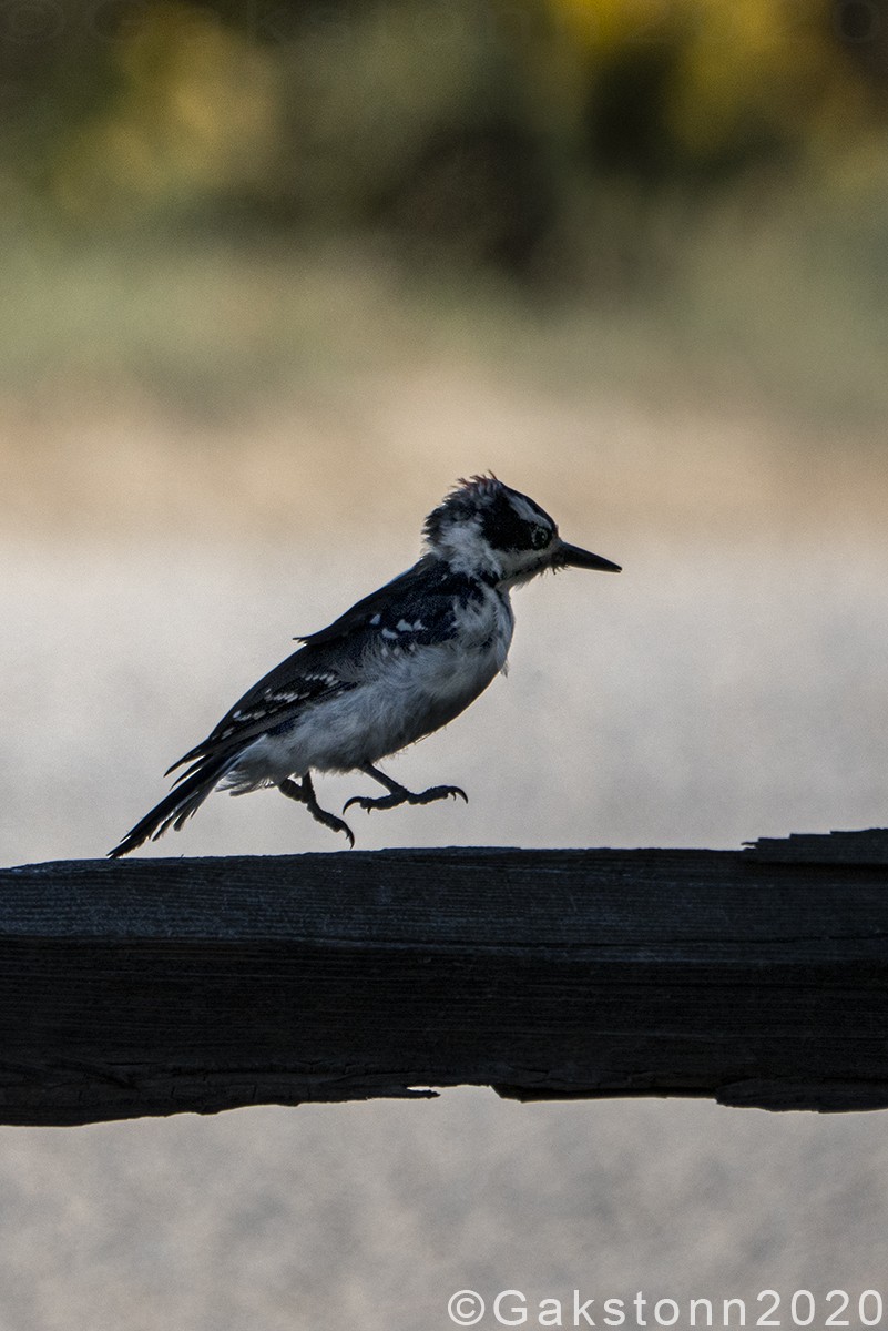 Downy Woodpecker - ML582895641