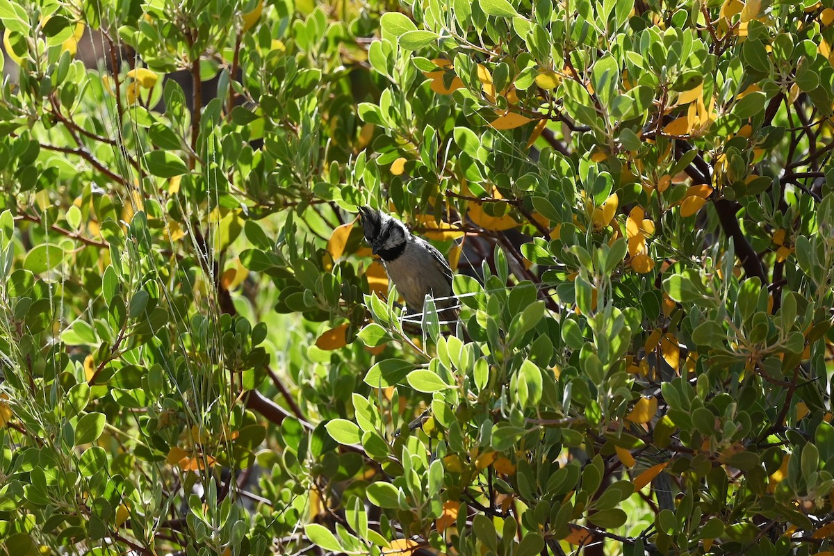 Bridled Titmouse - ML582896051