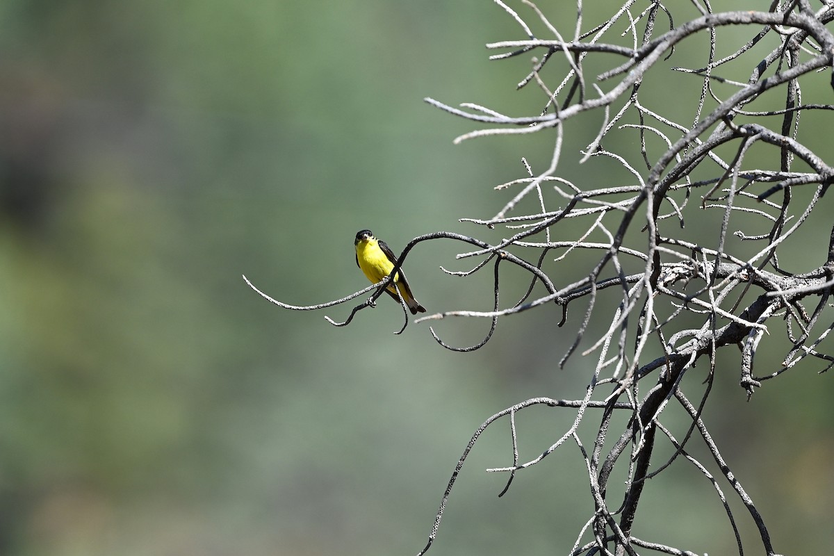 Lesser Goldfinch - ML582896221