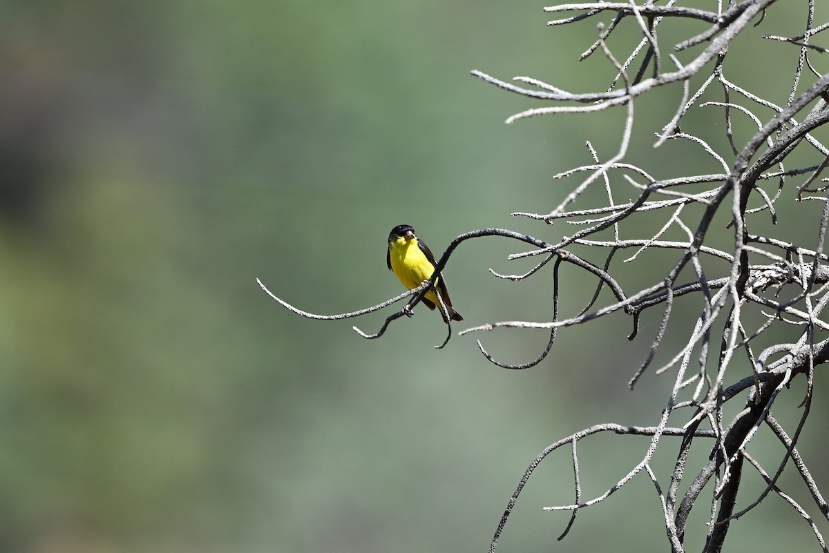 Lesser Goldfinch - ML582896231