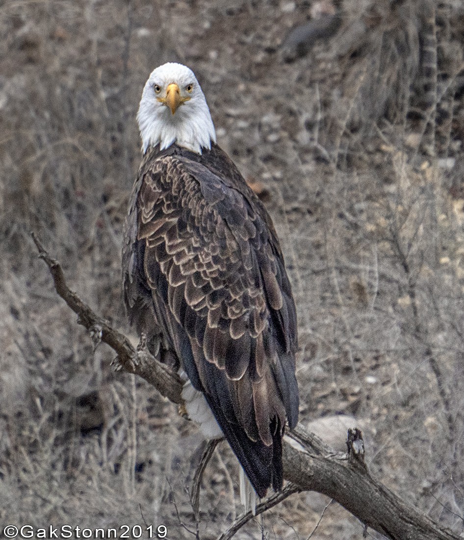 Bald Eagle - ML582896291