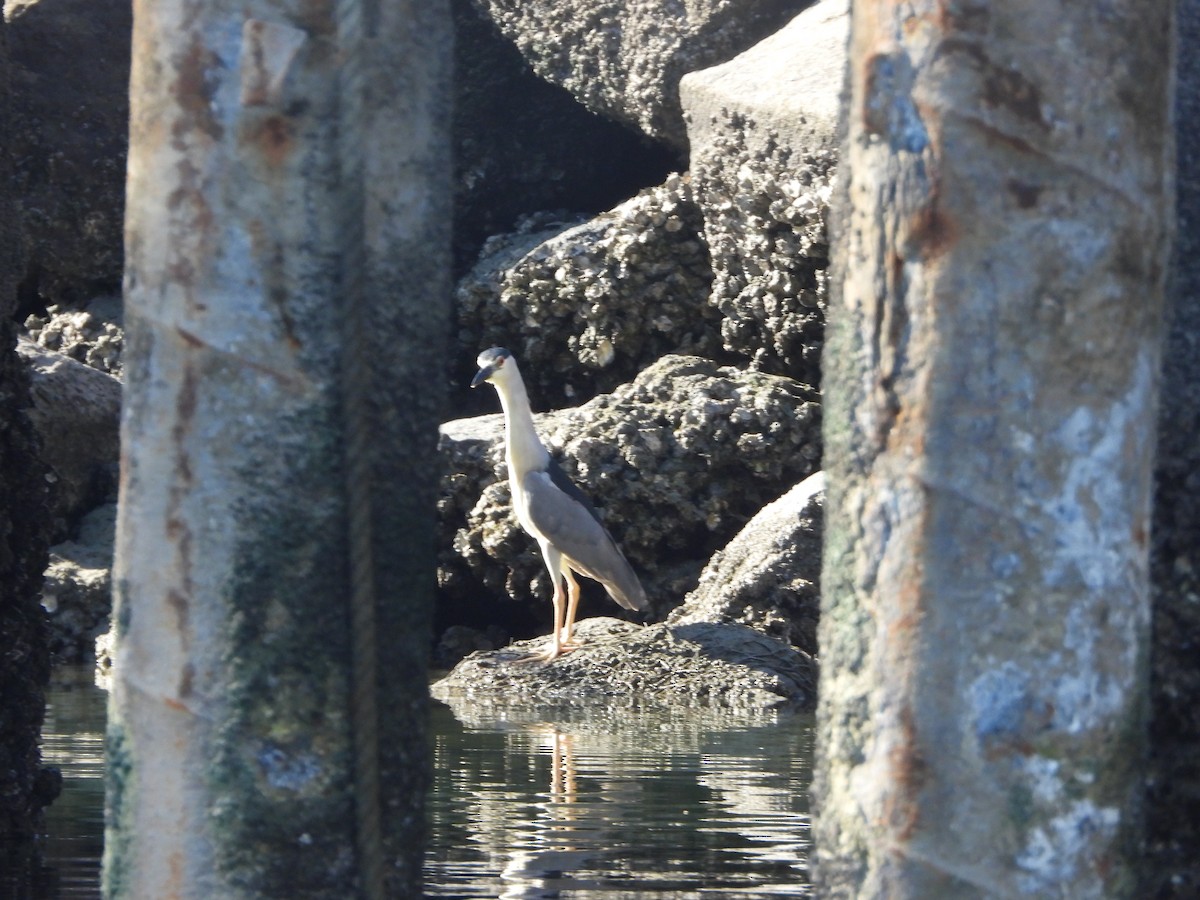 Black-crowned Night Heron - Natalie Shillito