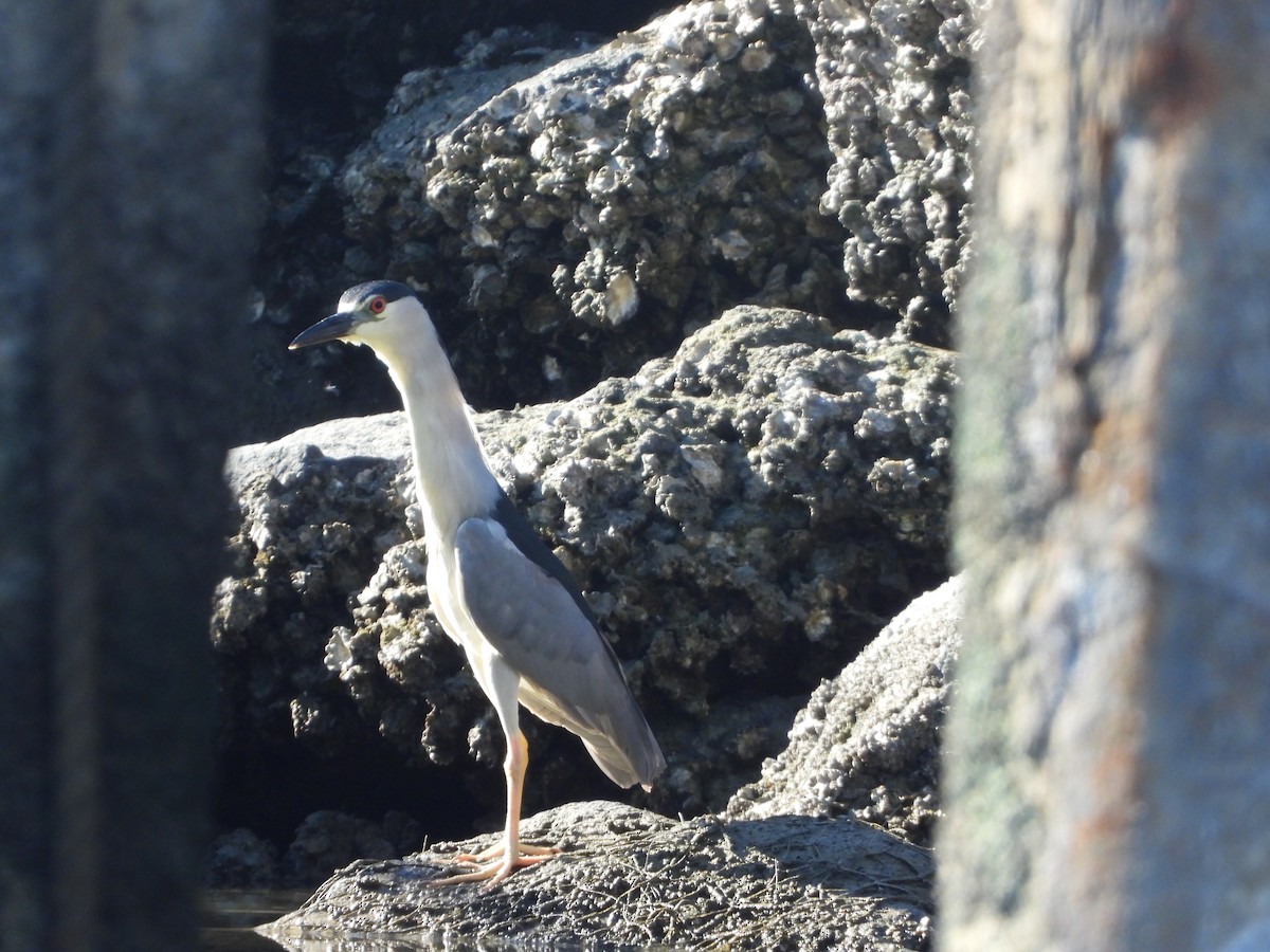 Black-crowned Night Heron - Natalie Shillito