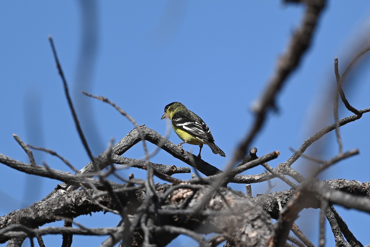 Lesser Goldfinch - ML582896451