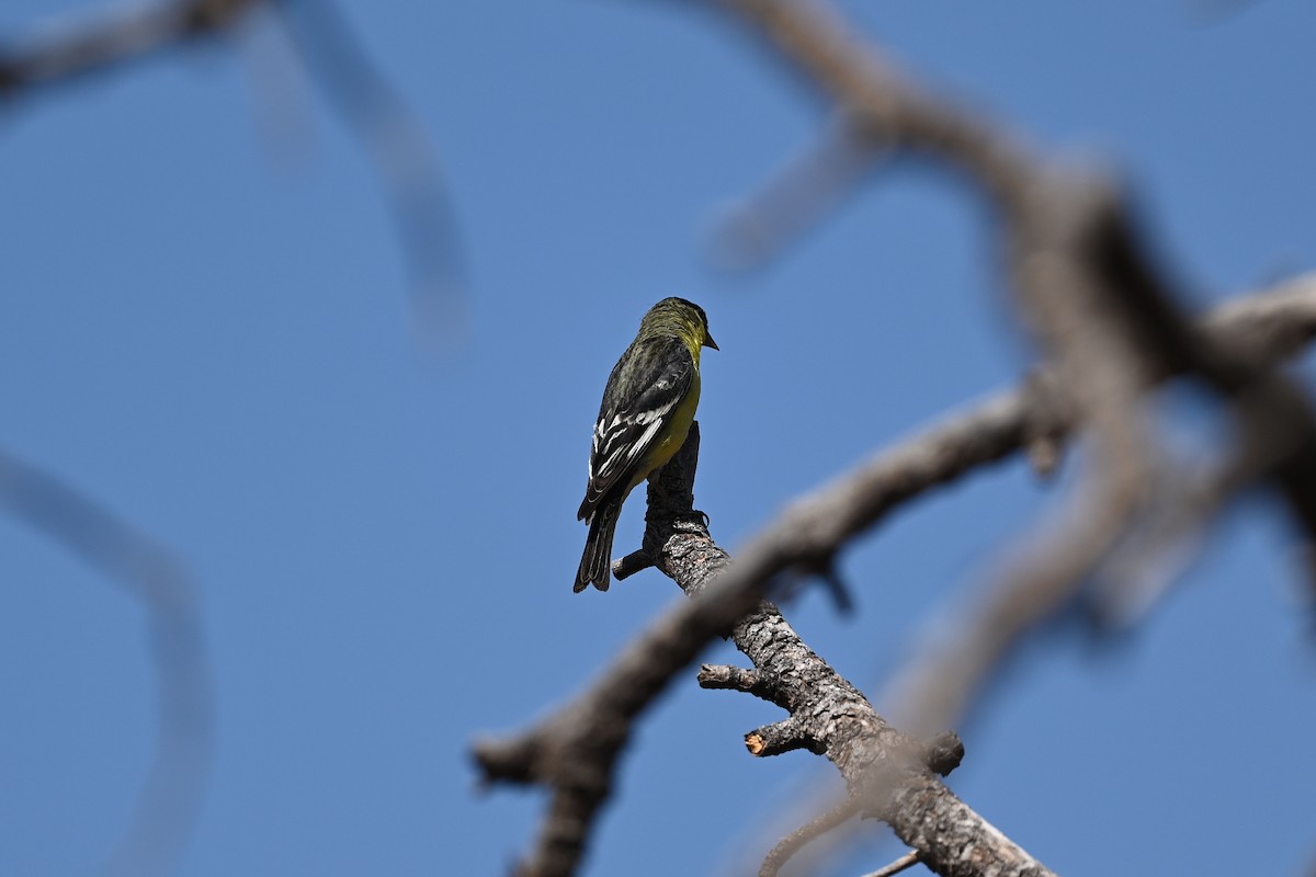 Lesser Goldfinch - ML582896461