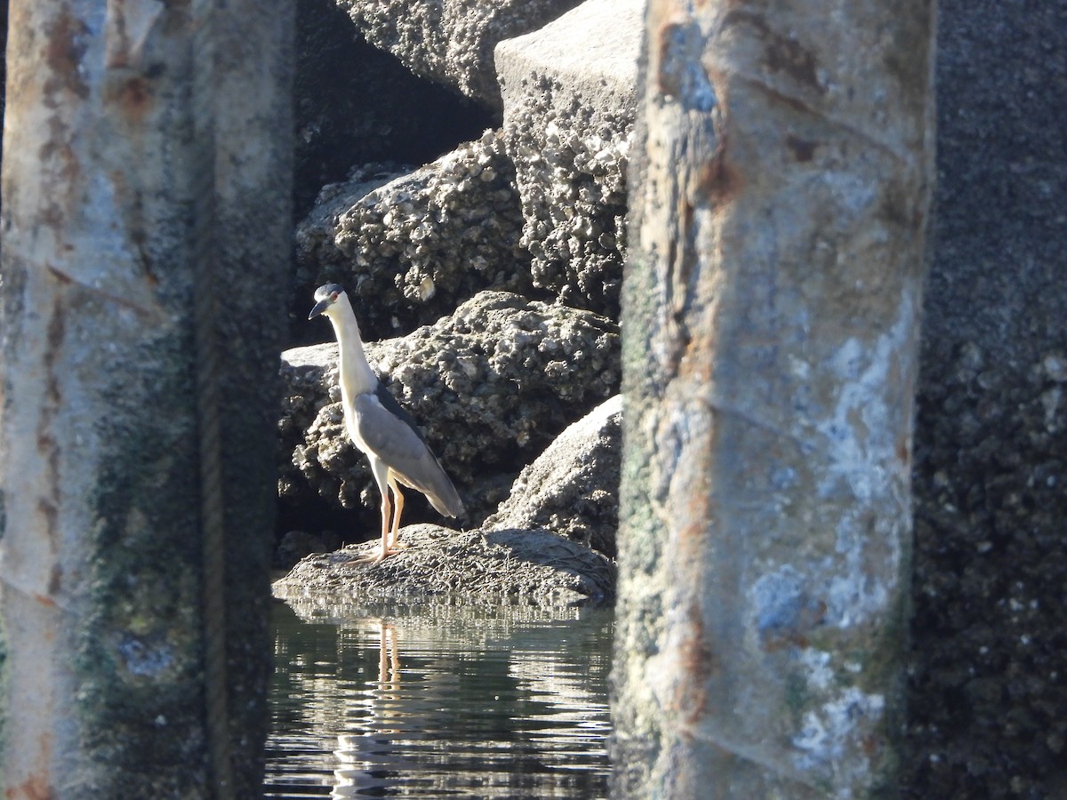 Black-crowned Night Heron - Keith Shillito