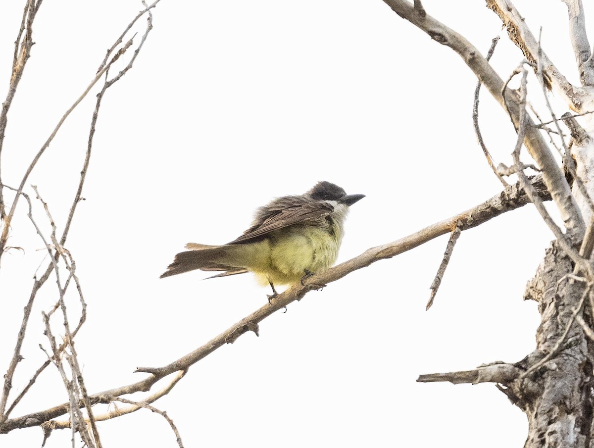 Thick-billed Kingbird - ML582897211