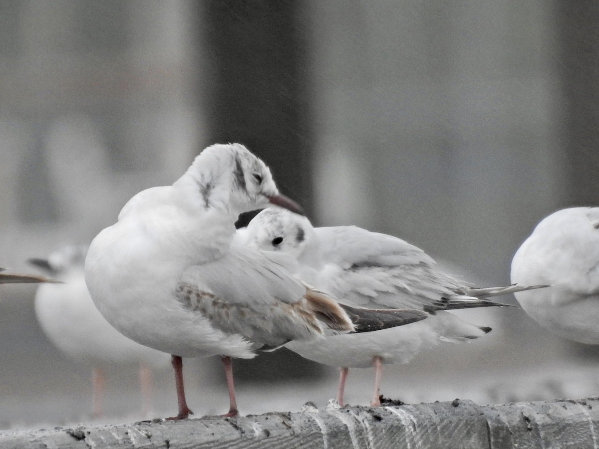 Black-headed Gull - ML582897831