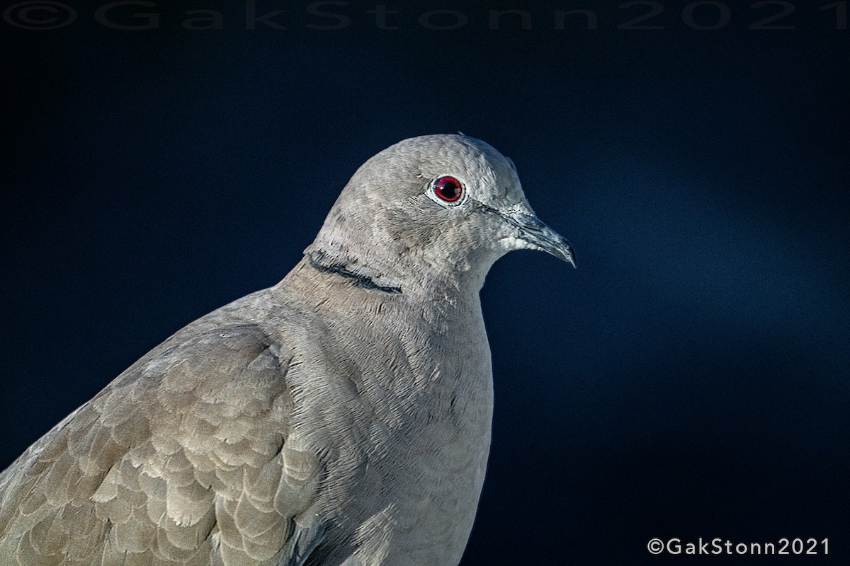 Eurasian Collared-Dove - Gak Stonn
