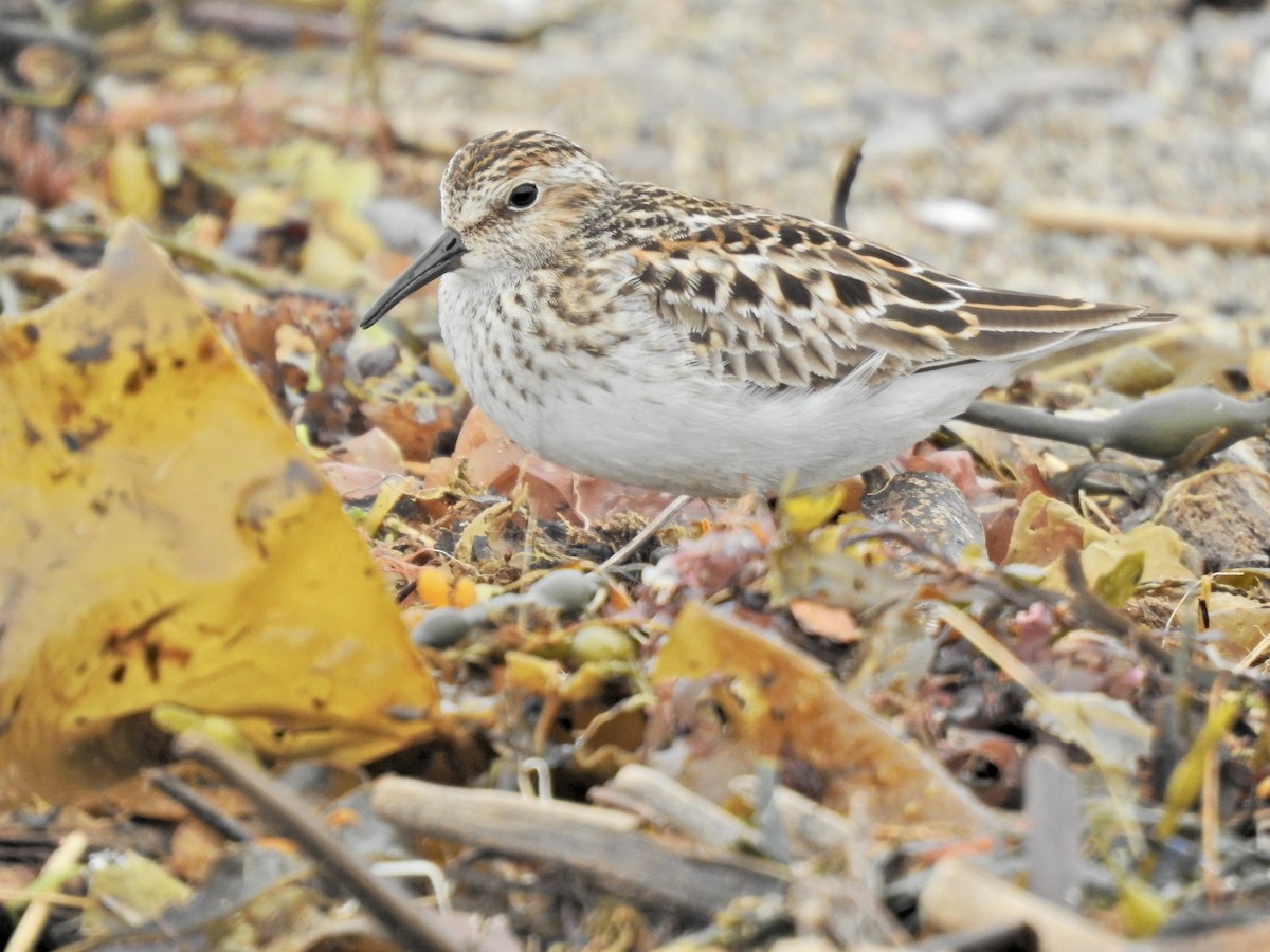 Least Sandpiper - ML582897951