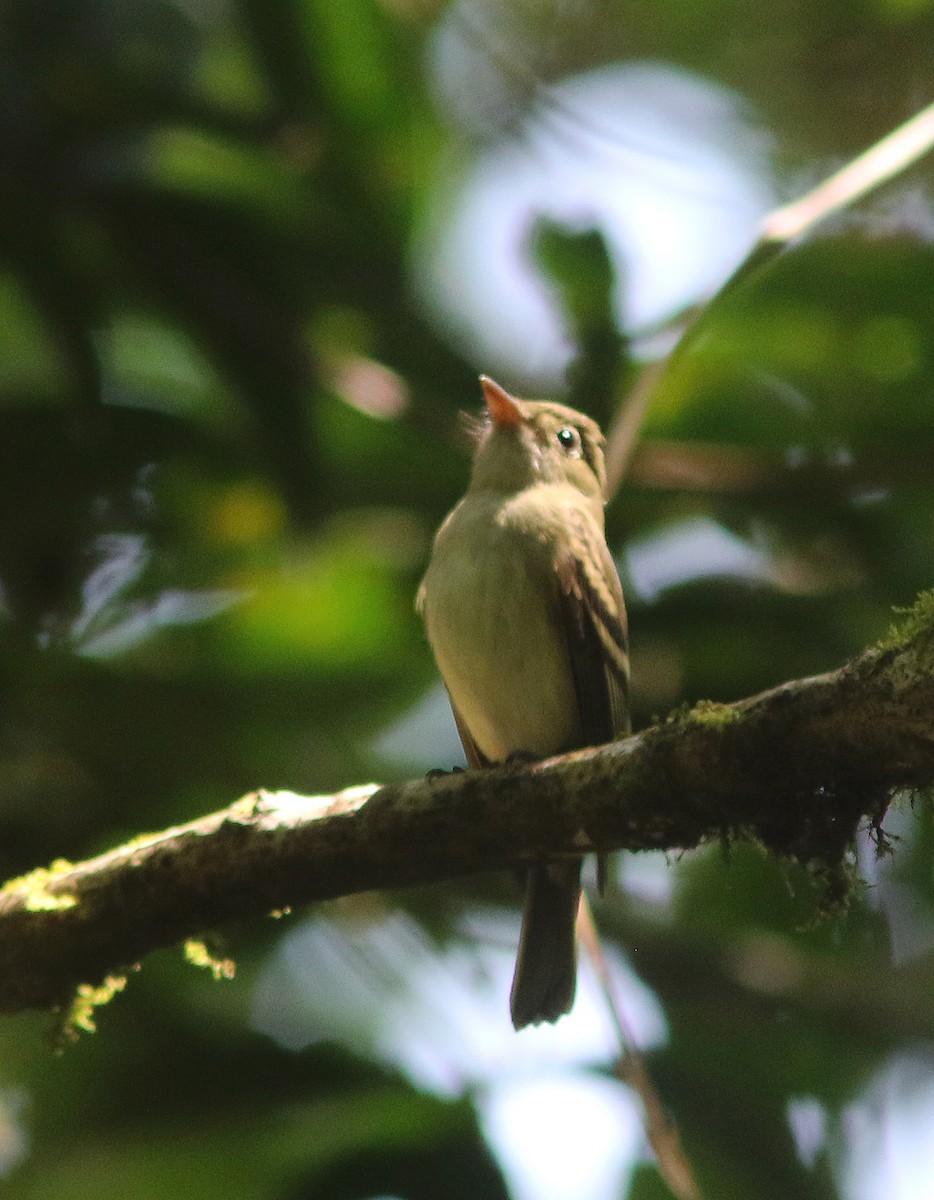 Yellowish Flycatcher - Jorge Montejo