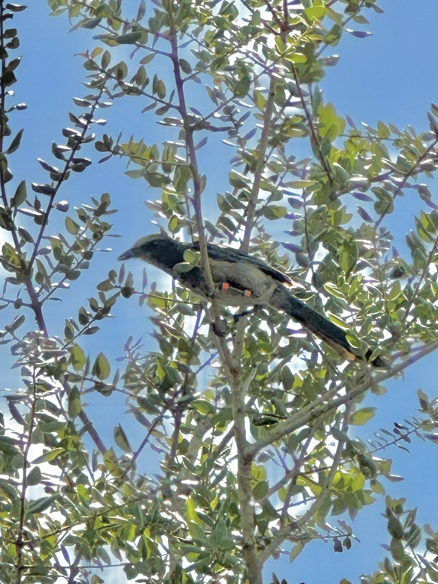 Florida Scrub-Jay - Timothy Naisbett