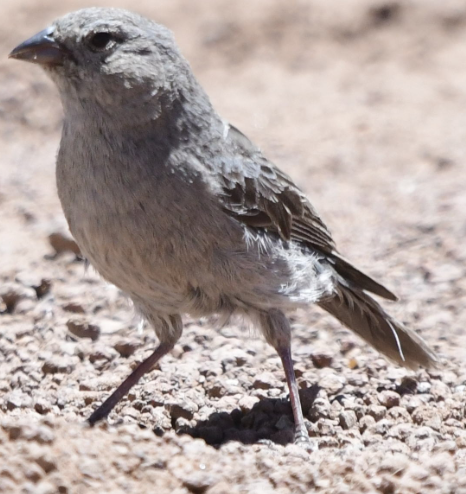 Plumbeous Sierra Finch - ML582898981