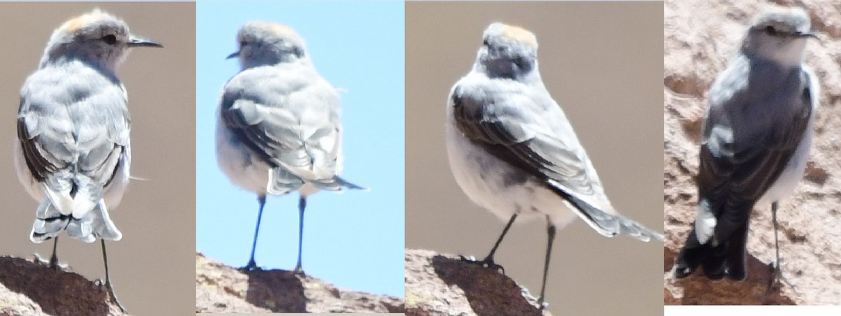 ub. marktyrann (Muscisaxicola sp.) - ML582899071